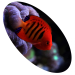 980 PEIXE ANGEL FLAME